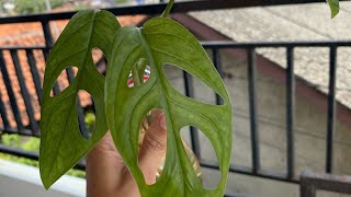 Monstera Adansonii vs Monstera Acuminata  Compare  janda bolong  monstera monsteraadansonii [upl. by Chaudoin]