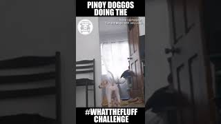 Pinoy Dogs Doing The WhatTheFluff Challenge [upl. by Amin]