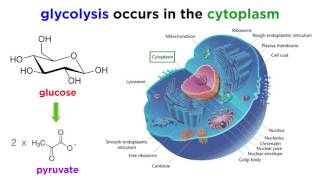 Cellular Respiration Part 1 Glycolysis [upl. by Yalc]