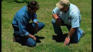 How To Identify And Control Summer Weeds [upl. by Nyltak]