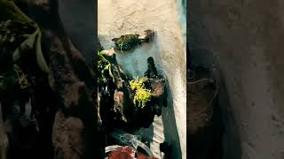 TERRARIUM MAKING terrarium trending plants nature shots video design study [upl. by Eillib]