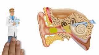 Auditory system [upl. by Juliano]