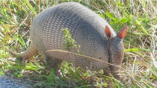 Nine Banded Armadillo Up Close [upl. by Nala]