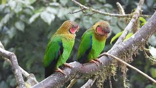 Loros Enamorados en Mashpi Amagusa Un Espectáculo Natural  Loro Cachetirrosa RoseFaced Parrot [upl. by Michelsen]