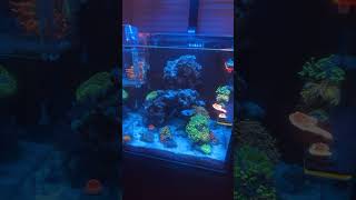 My 15 gallon Reef Cyphastrea and bowerbanki added😁 coral reeftank reef clownfish [upl. by Llewellyn]