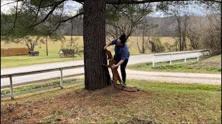 Redbone Puppy Figuring It Out Teach a coonhound puppy how to hunt [upl. by Daughtry]