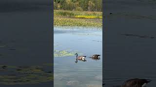 Fall is here Lovely Canadian geese and an Egret basque in the fall sun [upl. by Atkinson]