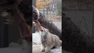 Pallass Cat Enrichment [upl. by Tnecnev375]