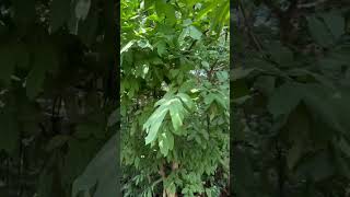 Wrightia tinctoria a medicinal tree of Odisha used [upl. by Otte144]