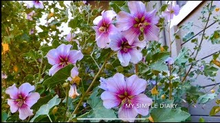 Lavatera Bicolor Maritima aka Malva Subovata – Tree Mallow [upl. by Iaht]