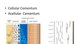 Dental anatomy Cementum [upl. by O'Donoghue]