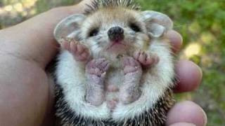 Bébé Hérisson  Hedgehog [upl. by Stearne]