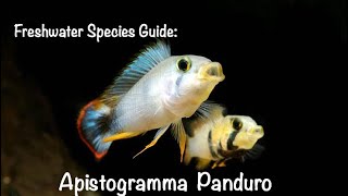 Freshwater Speices Guide Apistogramma Panduro [upl. by Lehrer]