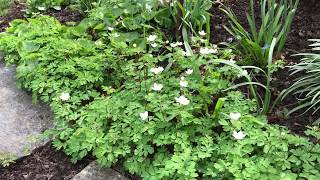 Thalictrum rue anemone [upl. by Llehctim]