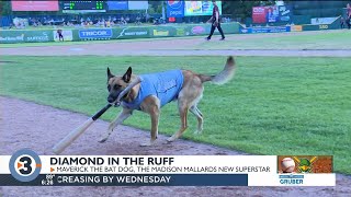 Meet Maverick the Madison Mallards superstar bat dog [upl. by Bueschel]