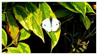 Pieris mannii der Karstweißling [upl. by Aurlie]