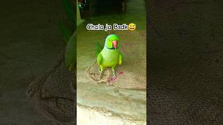 Chala Ja Bsdk 😅 funny comedy mittutota parrot bsdk [upl. by Sadnac486]