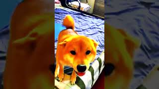 Dog Dance on quotDil meri Dharkan me haiquot – Adorable and Fun [upl. by Ahkos]