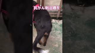 超大型犬KING７歳リンパ腫との戦い。抗がん剤治療行って来ました。 超大型犬 shorts [upl. by Ruenhs]