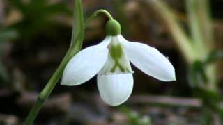 Galanthus plicatus Three Ships [upl. by Akcire]