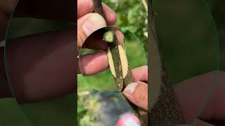 Quick Tongue Grafting Guide graft grafting diy farming garden gardening nature plants [upl. by Adnohsal]