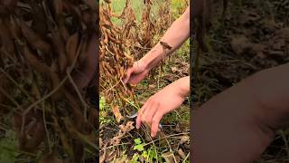 Fresh edamame harvesting process [upl. by Sihon]