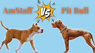 No an Amstaff is NOT a Pitbull [upl. by Nevad758]