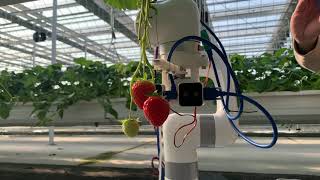 Strawberry harvest robot test  12292023 [upl. by Aurelius]