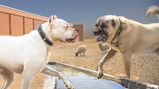 Dogo Argentino VS Turkish Kangal [upl. by Neelyaj]