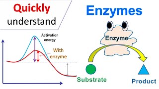 Enzymes [upl. by Arreic]