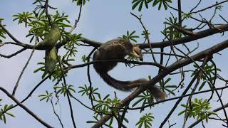 Grizzled Giant Squirrel  Srivilliputhur wildlife GrizzledSquirrel Shenbagathoppu srivilliputur [upl. by Anomer227]