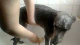 Gypsy Lurcher quotBluequot having a bath [upl. by Hgielek]