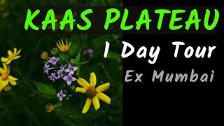 Kaas Plateau  Kaas Pathar Tour  Ticket Booking  Mumbai  Kumudini Lake  Kas Season [upl. by Boycey]