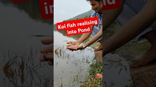 👆Realising KOIFISH in Natural POND💥🤯🔥fish koifish koifishpond ponds water [upl. by Verda]