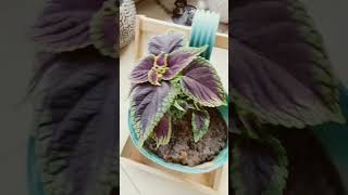 Colias ka podha beautiful plants gardening coleus jiya singh garden shorts viral [upl. by Brag636]