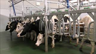 Rapid Excellent  Rapid Exit Milking parlor  Rapid Exit Kuhmelkstand  Van Dinther BV [upl. by Brahear]