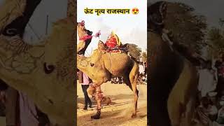 Devasi dildar unat ki swari new songdevasirajsthanisong marwaristatusऊंटनृत्यbikanersubscribe [upl. by Thema]