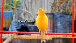 Canary song for mating training of beautiful Belgian canaries 141 [upl. by Heshum]