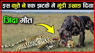 इस कुत्ते ने एक झटके में मुंडी उखाड़ दिया  Kangal Dog Vs Leopard Real Fight [upl. by Jimmy]