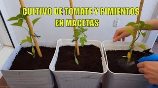 Cultivo de Tomates y Pimientos en Macetas  Huerto urbano  Cultivo paso a paso [upl. by Schaefer245]