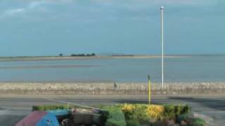 Foxes Stranded on Sandbank in Baldoyle Estuary [upl. by Azarria]