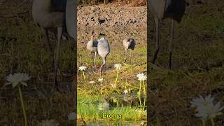 Brolga kakadu brolgas birds australianbirds australia outback [upl. by Neyuq]