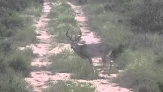 Venado cola blanca  Anáhuac Nuevo Leon Octubre 2014 [upl. by Wurtz180]