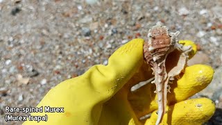 Shelling Episode 7  My First Angaria Delphinus • Finding Seashells [upl. by Alilad]