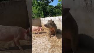 Rural pig farmers share partnershi 3 [upl. by Deedee]