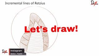 Striae of Retzius  Lets draw [upl. by Atelokin]