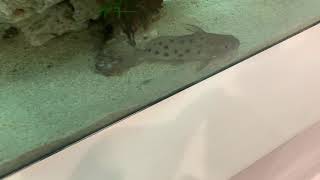 Synodontis ocellifer [upl. by Cirdor279]