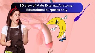 External Male Anatomy [upl. by Assisi]