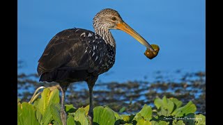 The Limpkin by Dana Bryan [upl. by Noivert931]