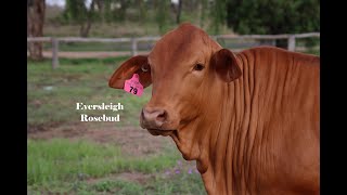 LOT 79 EVERSLEIGH ROSEBUD PP D5 [upl. by Annoyik556]